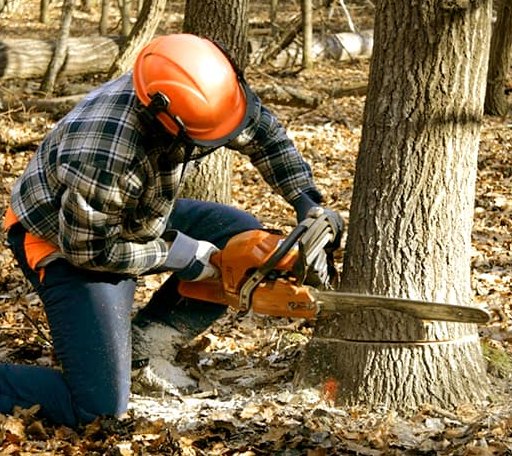Tree Removal in Munday, WV